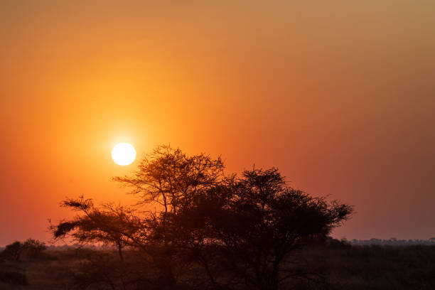istock Sunrise in the Serengeti 2177536811