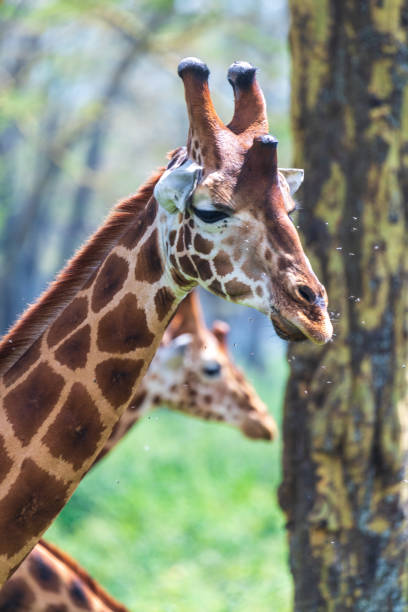 istock Rothchild Giraffe in th Lake Nakuru national park 2177536848