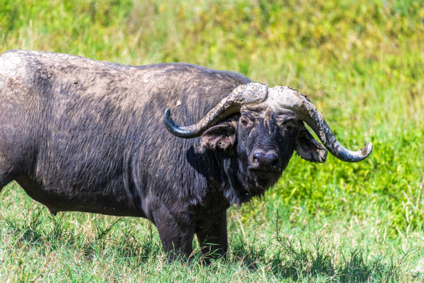 istock Buffalos in Lake Nakuru National park 2177536878