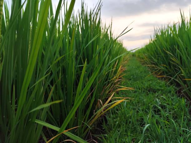 istock closeup of rice plants at dusk 2177538612