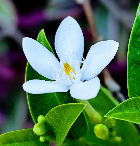 istock beauty white wrightia flower is blooming 2177538815