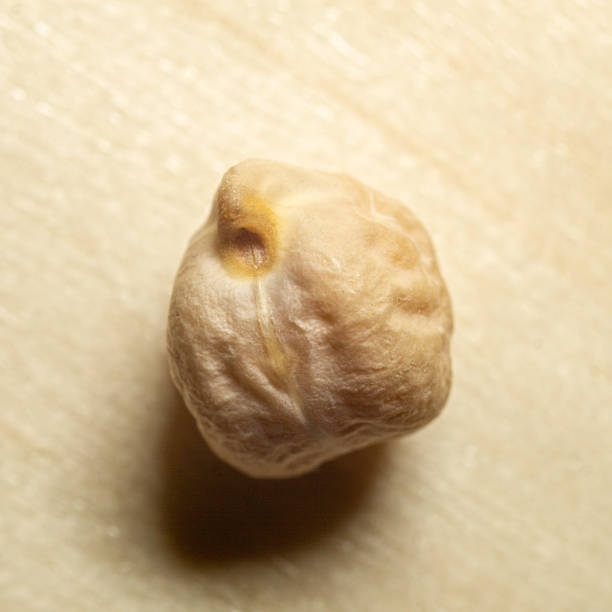 grains of chickpeas, Egyptian pea. Bengal gram close up , texture , macro.