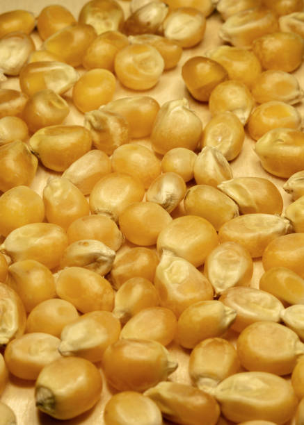 Tilgul, Til Mithai, Gajak, Chikki, Tilkut, Patang, Firki And Peanuts. Harvest Festival Makar Sankranti, Lohri, Uttarayan, Maghi, Poush Sankranthi