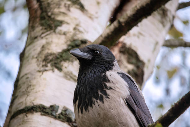 Portrait of a gray crow. Hooded Crow, Corvus cornix is a Eurasian bird species in the crow genus