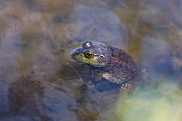 Frog's Level