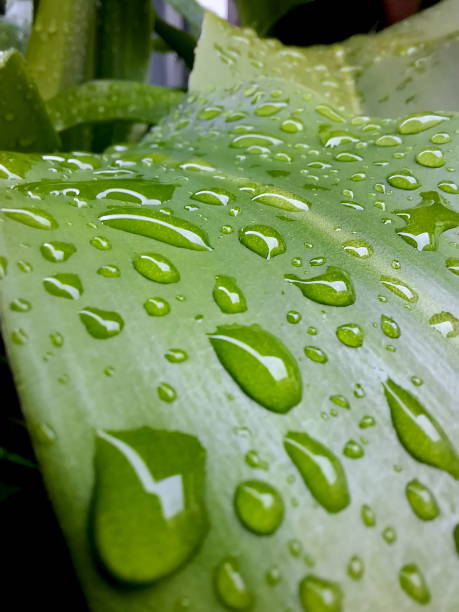 Leaves in the garden are covered with raindrops in the morning.