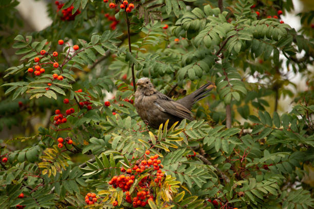 istock Common blackbird sitting on rowan in autumn nature 2177543849