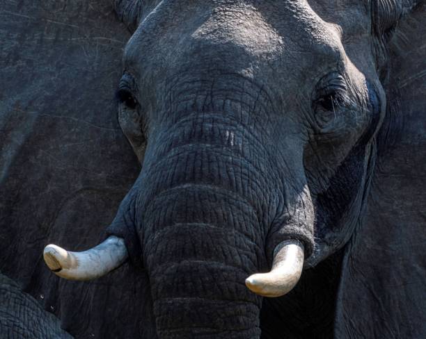 an african elephant in the bushes of the Etosha Nationalpark