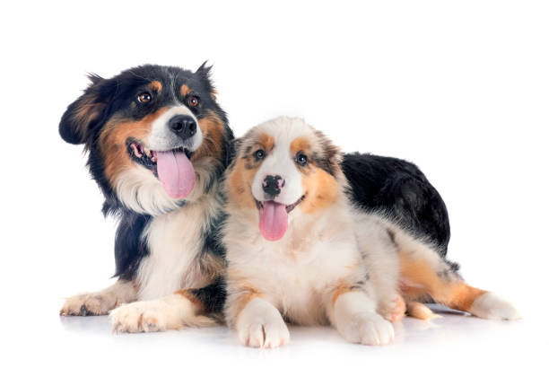 istock puppy australian shepherd and adult in studio 2177544749