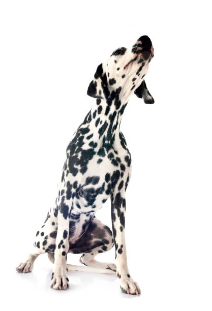 istock puppy dalmatian in studio 2177544756