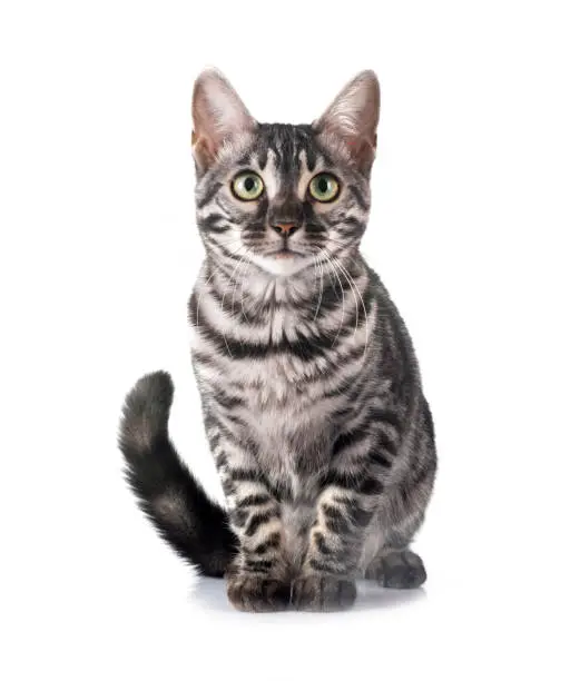 bengal kitten in studio bengal kitten in studio