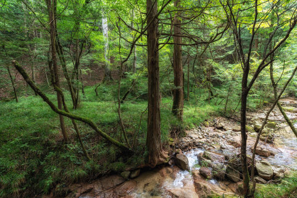 istock Small stream near Nakasendo Trail 2177545362