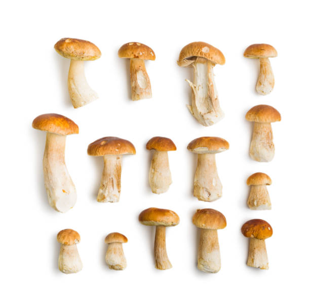 istock Fresh boletus mushrooms isolated on white background. 2177545856