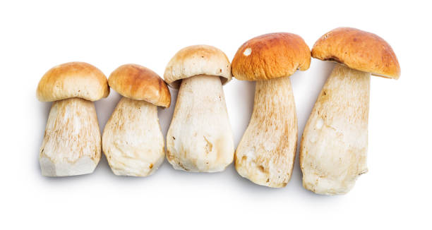 istock Fresh boletus mushrooms isolated on white background. 2177545858