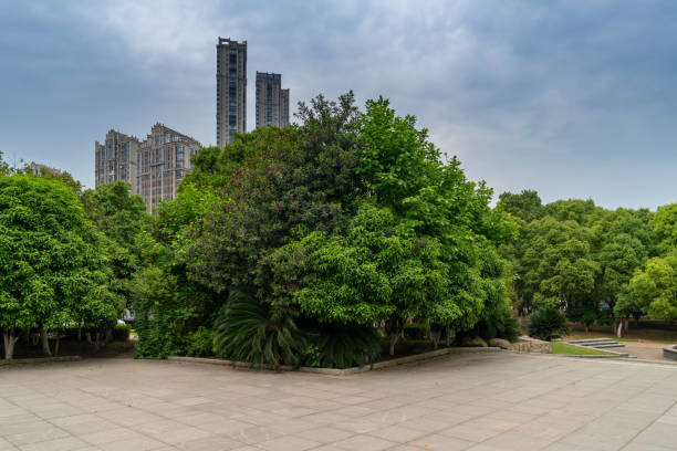 Empty square floor and green forest natural landscape