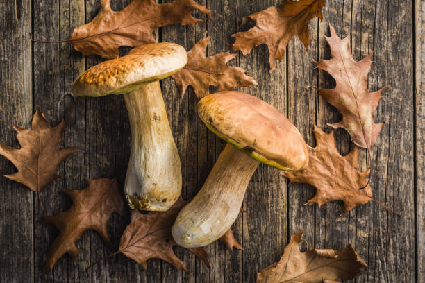 istock Fresh boletus mushrooms on wooden table. 2177546117