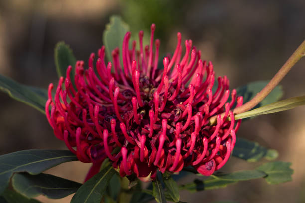 Blooming Waratahs flower head in dappled light