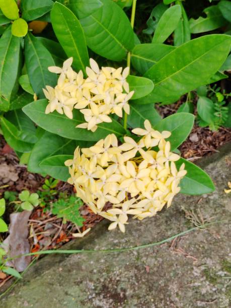 Yellow Ixora
