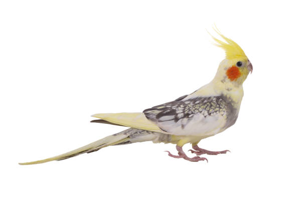 istock cockatiel  parrot isolated on a white background 2177546872