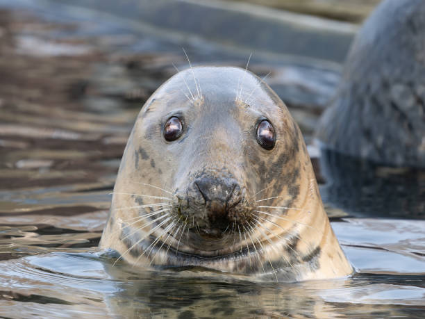 istock portrait of a gray seal on a blurred background 2177546970