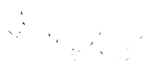 istock A flock of birds in flight isolated on a white background 2177547267