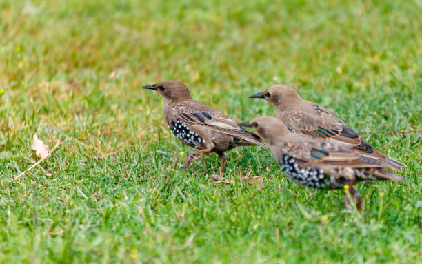 istock Three birds are walking on the grass 2177547338