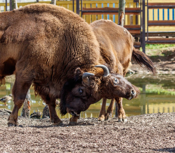 istock Two bisons are fighting in the park 2177547392