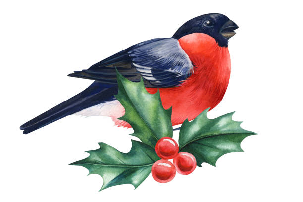 istock Bullfinch bird sitting on green branch, winter cute bird isolated on white background, watercolor illustration for design. 2177548098