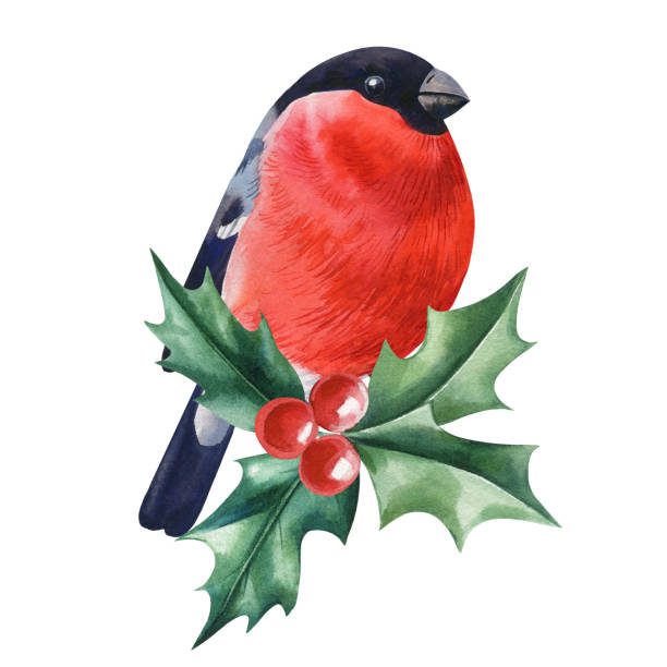 istock Bullfinch bird sitting on green branch, winter cute bird isolated on white background, watercolor illustration for design. 2177548102