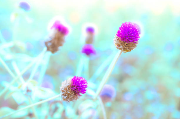 Globe Amaranth Flowers with pastel themed background