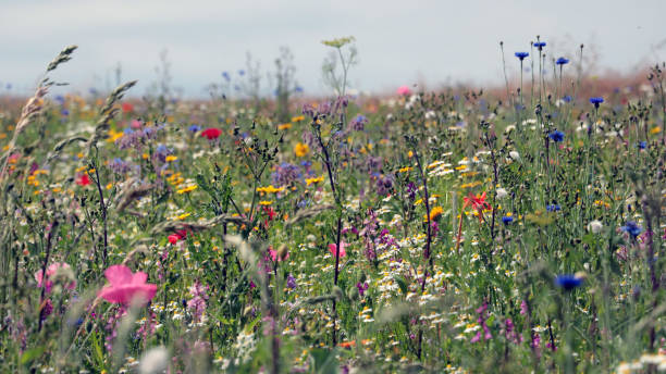istock A meadow with spring flowers. Natural colorful landscape 2177550411