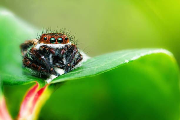 istock Jumping spider sitting on a green leaf. 2177551095