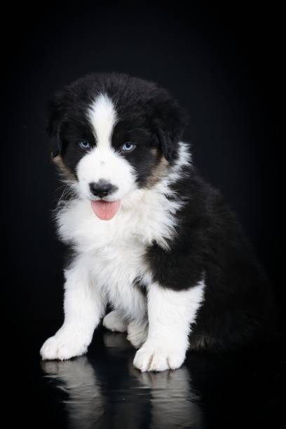 istock australian shepherd puppy isolated on black 2177552126