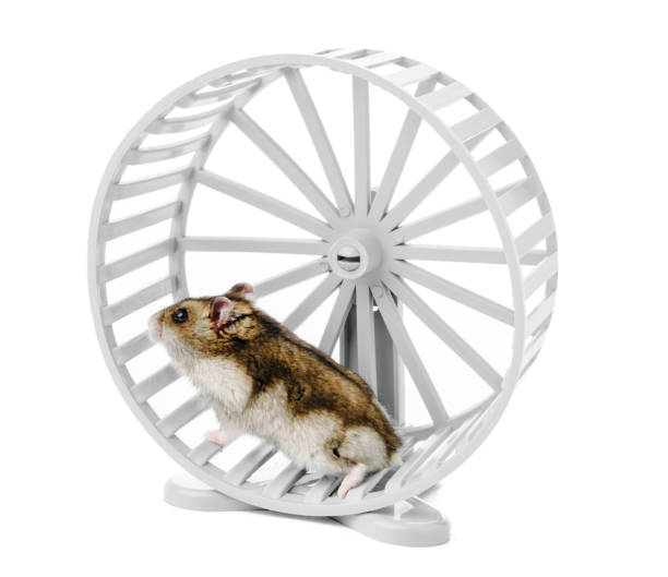 istock A playful hamster exercises energetically in a white wheel on a white background 2177552207
