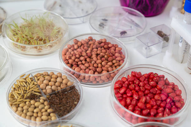 Close-up of genetically modified seeds in Petri dishes for laboratory studies. High quality photo