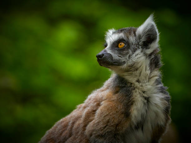 Popular animals of monkey species. Black and white animal. Group of ring tailed lemurs - catta lemus. Pose monkey lemur cata