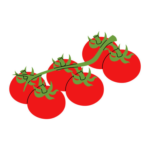 istock Hand drawn branch with fresh ripe tomatoes in doodle style. Good for recipe book 2177553670