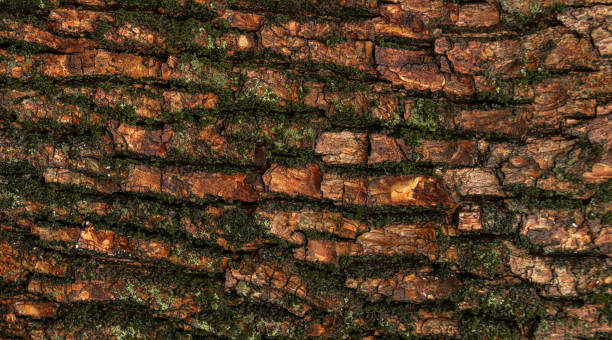 istock Horizontal background of wet tree bark covered with green moss. selective focus 2177556148