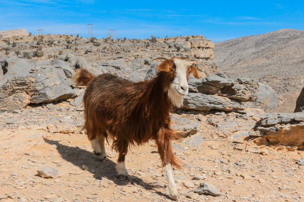 istock A goat wanders through the rugged landscape of Oman's mountains under a clear blue sky 2177557722
