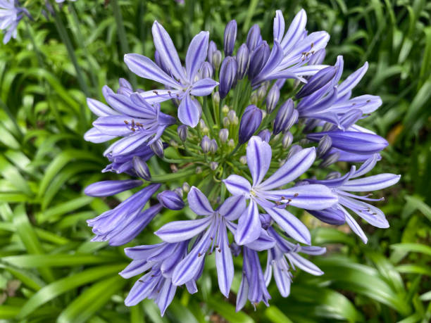 istock Close up of blue agapanthus flower. 2177559264