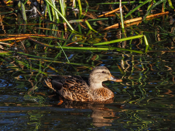 istock Young female wild duck 2177559648