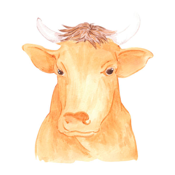 istock Hand drawn watercolor brown cow portrait isolated on white background. Can be used for postcard, label, scrapbook and other printed products. 2177560755