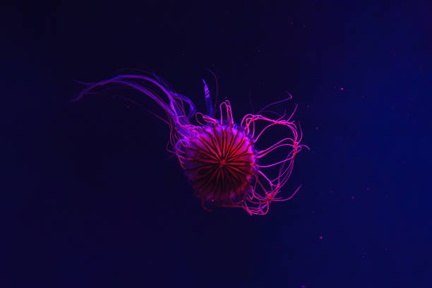 istock Fluorescent jellyfish swimming underwater aquarium pool with red neon light. 2177560994