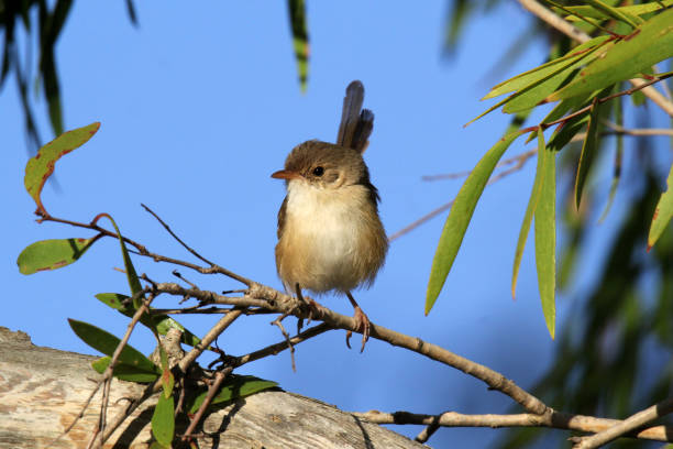 Female Red-backed Fairywren bird perched on a tree branch