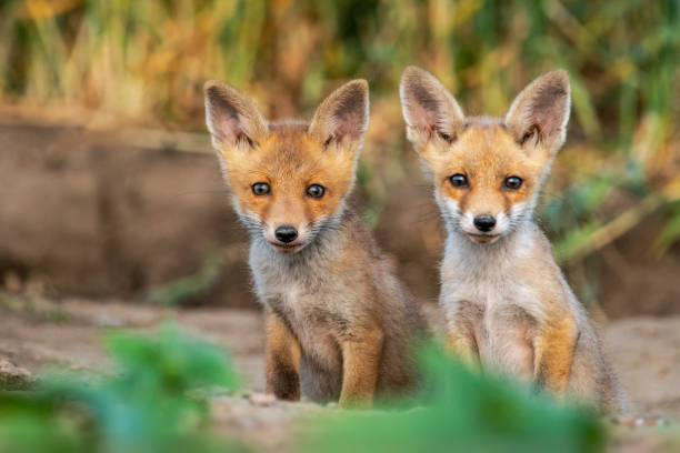 istock Two curious fox kits in natural habitat portrait setting. 2177565898