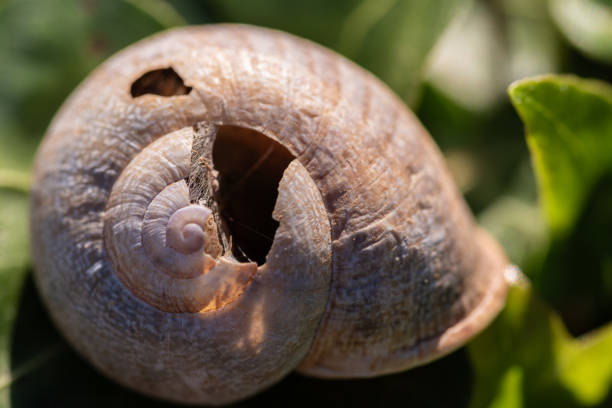 A poignant scene unfolds as the lifeless form of a snail, its shell shattered, lies atop lush vegetation, a poignant reminder of nature's delicate balance and the passage of time