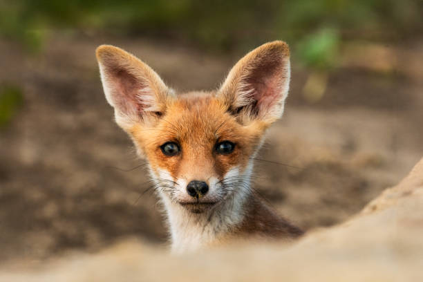istock Adorable fox cub peeking from den, bright ears alert. 2177566566