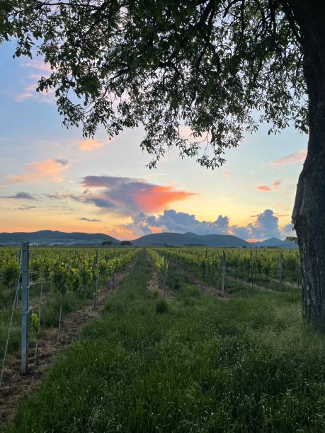 istock Sunset over Palatinate vineyards 2177571062