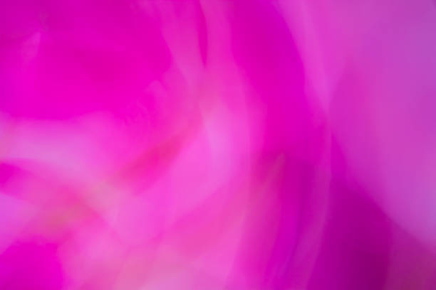 Beautiful pink rose flower macro. a beauty of the nature in an exotic view
