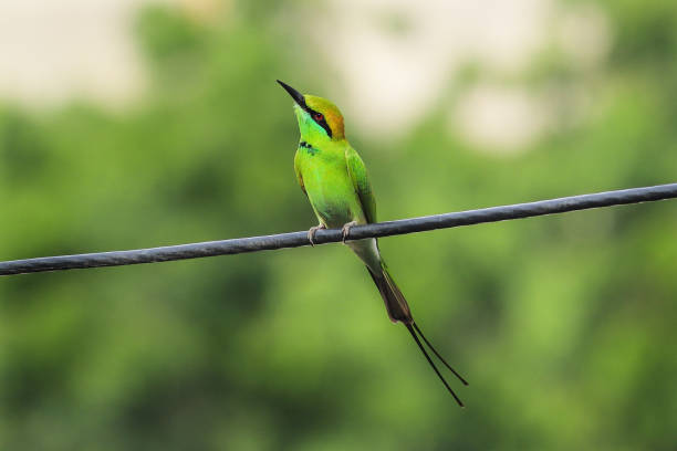 istock Chestnut-headed bee-eater bird catches on cable for relax and catching gir forest insects. lush green background in gir forest and Vibrant Asian Green Bee-eater Perched on Electric Cable on monsoon. 2177573868